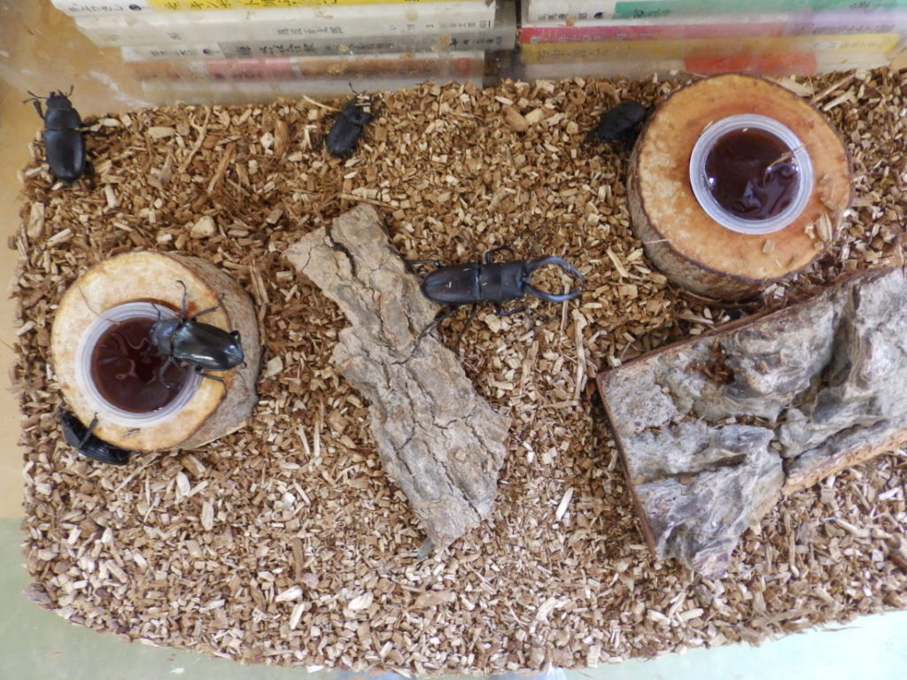 オスが１匹、メスが５匹